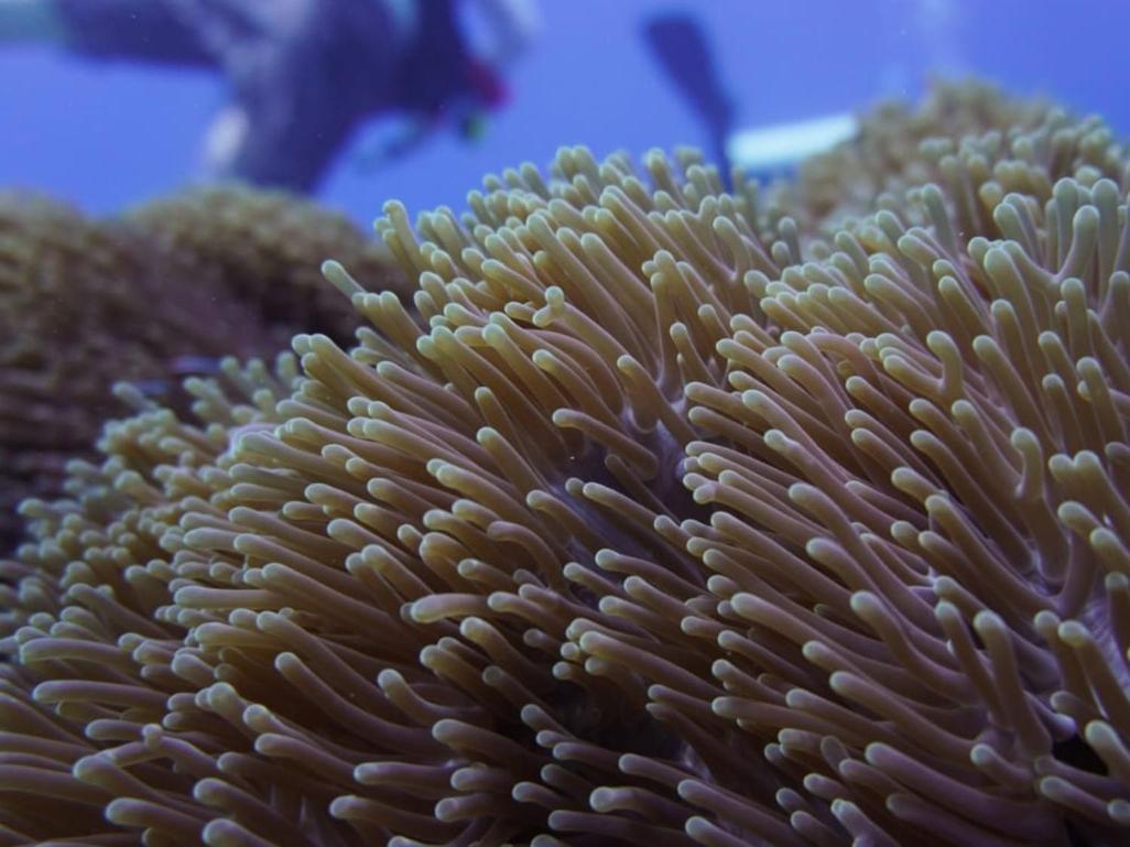 The Sagara Penida نوسا بينيدا المظهر الخارجي الصورة